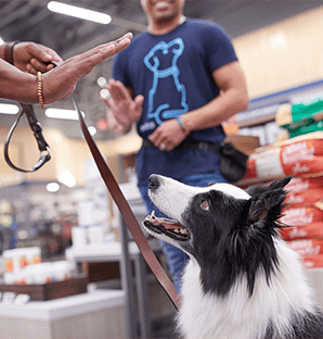 dog training classes juarez city Petco Dog Training