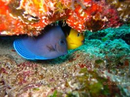 diving shops in juarez city ASK Divers LLC