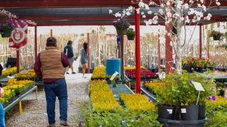 plant shops in juarez city Eastside Discount Nursery