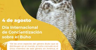 Búho Cornudo (Bubo virginianus) 