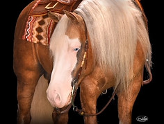 dressage lessons juarez city Marler Performance Horses