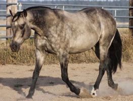 dressage lessons juarez city Marler Performance Horses