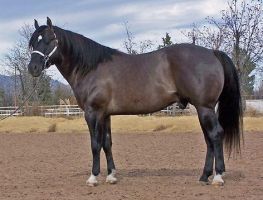 dressage lessons juarez city Marler Performance Horses